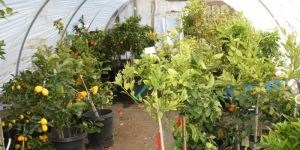Lemon Plants