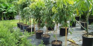 Lychee Plants