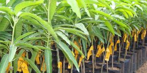 Mango Plants