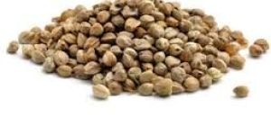 Hemp Seeds