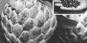 Custard Apple Seed Oil