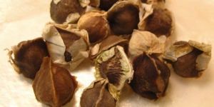 Moringa Seeds