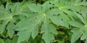 Papaya Leaf Extract