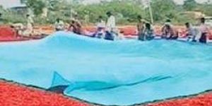 Chilly Drying Tarpaulins