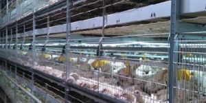 G E Broiler Battery Cage