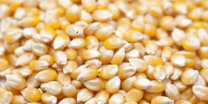 Corn Seeds