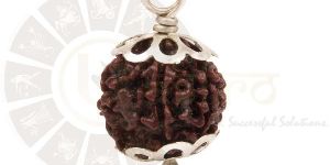 6 FACED Rudraksha