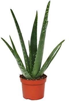 Aloe Vera Plant
