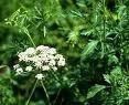 Anise Oil