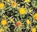 Safflower Oil