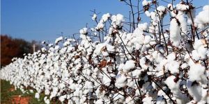 Cotton Seed Plant