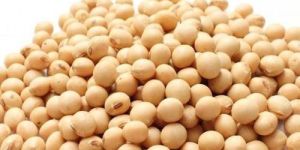 Soybean Seeds