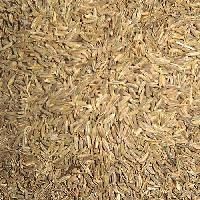 Cumine Seed