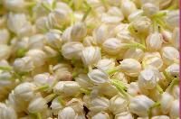 Madurai Jasmine Flower