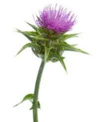 Fa Milk Thistle