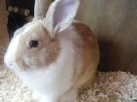 Breed Rabbits