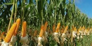 Maize