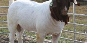 Boer Goat