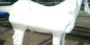 Sojat Goat