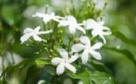 Jasmine Plants