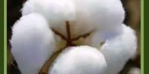 Raw Cotton