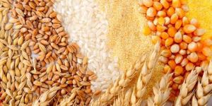 Food Grains