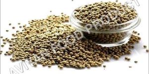 White Pepper Seeds