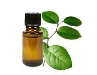 Gaultheria Oil
