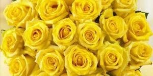 20 Yellow Roses