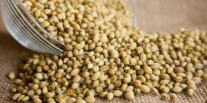 Coriander Seeds