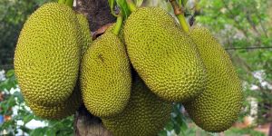 Fresh Jackfruit