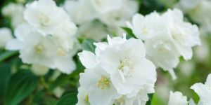 Fresh Jasmine Flowers