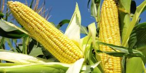 Yellow Maize