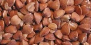 Buckwheat Seeds