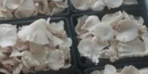 Fresh Oyster Mushroom