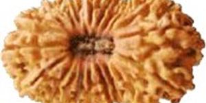 21 Mukhi Rudraksha