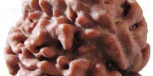 Ganesh Rudraksha Bead