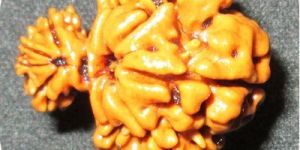 Garbh Gauri Rudraksha