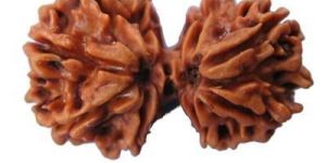 Gauri Shankar Rudraksha
