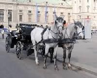 Horse Drawn Carriages
