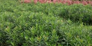 Kaner Plant