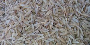Rice Husk