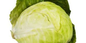 Fresh Cabbage