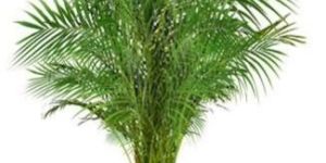 Areca Palm Plant