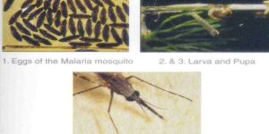 Mosquito Management & Control Services