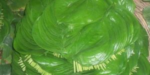 Fresh Betel Leaves