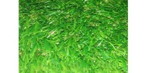 Artificial Grass