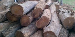 Sheesham Wood Logs