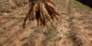 Safed Musli Planting Material