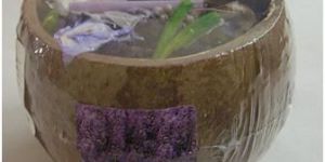 MYSTIC COCONUT SHELL